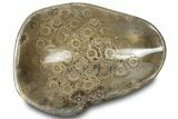 Polished Fossil Coral (Actinocyathus) Dish - Morocco #312168-1